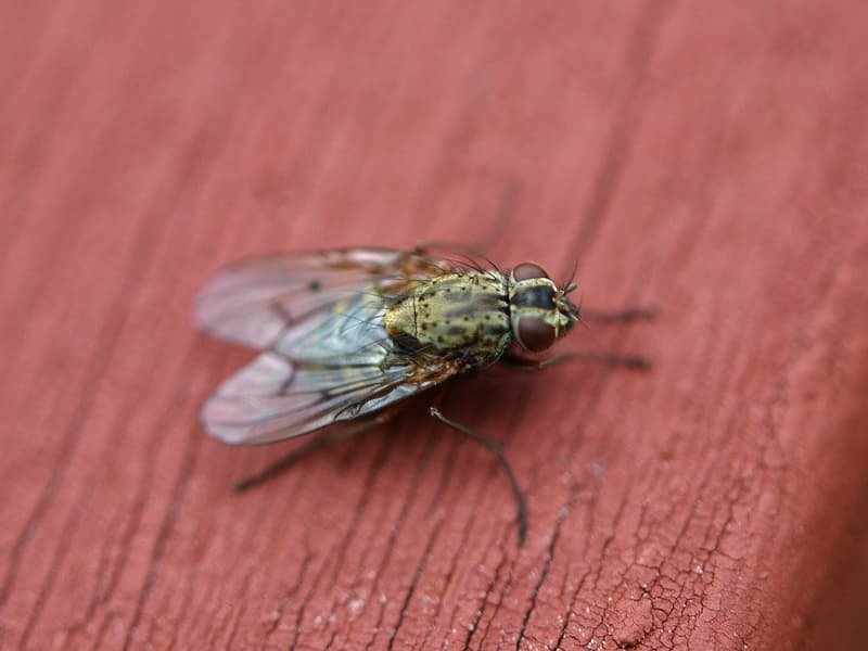 How to prevent pests in a storage unit